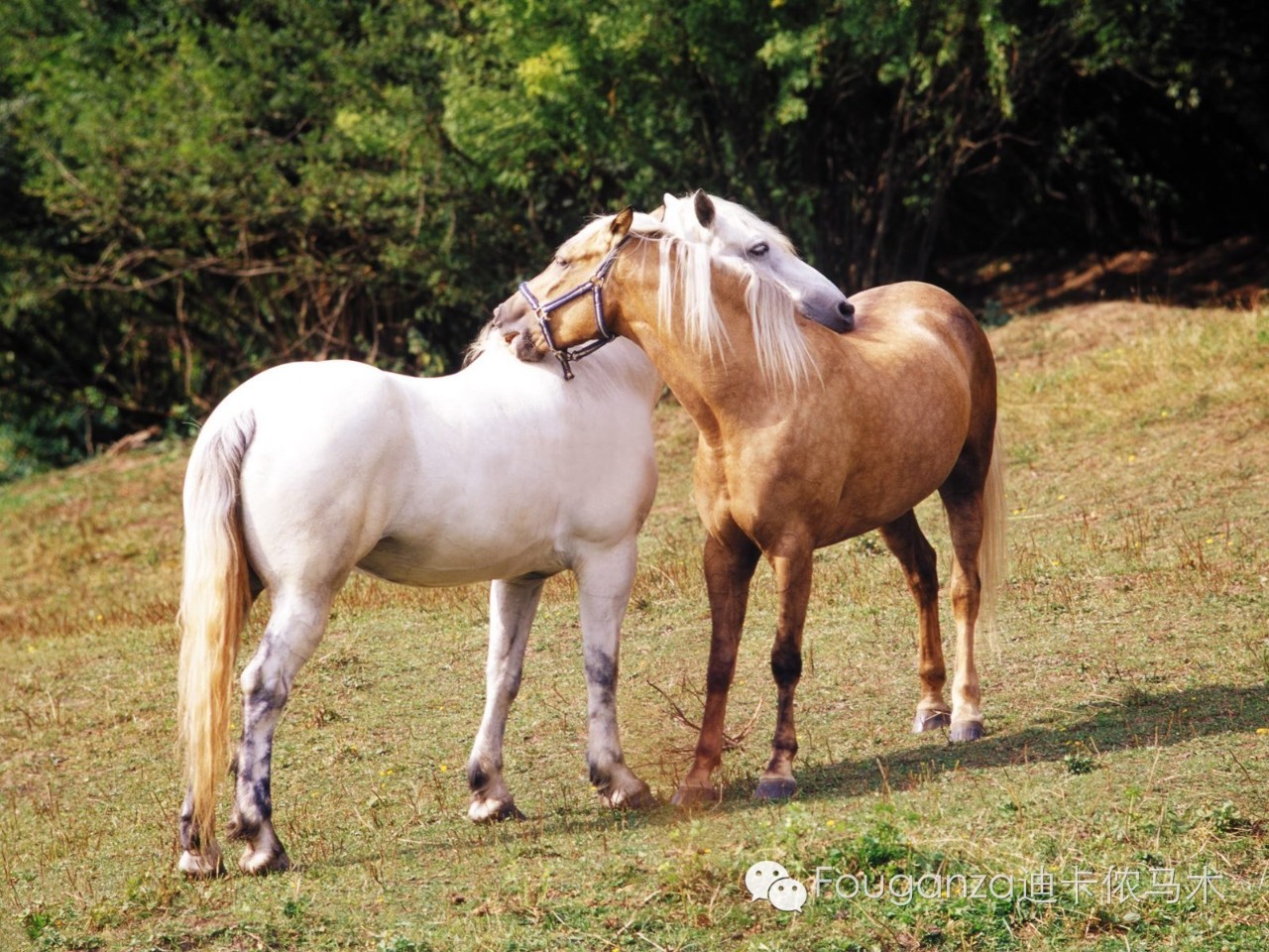 Zoom動物馬，未來技術(shù)與自然之美的創(chuàng)新結(jié)合